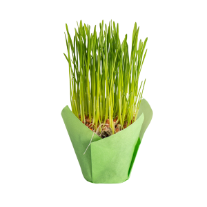 Ekologiczna trawka dla kota – mini
